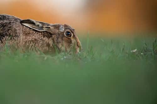 European hare Lepus europaeus, feeding in agricultural low crops, Hertfordshire, England, UK, March