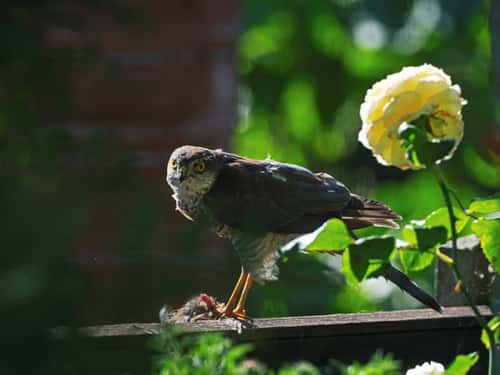 Eurasian sparrowhawk Accipiter nisus, perched on a garden fence with prey, Ringwood, Hampshire, England, UK, August