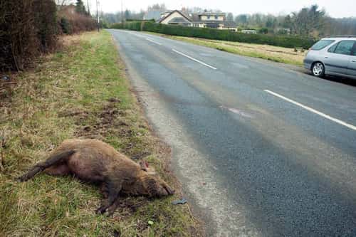 Wild boar Sus scrofa, young female road casuality, Forest of Dean, Gloucestershire, May