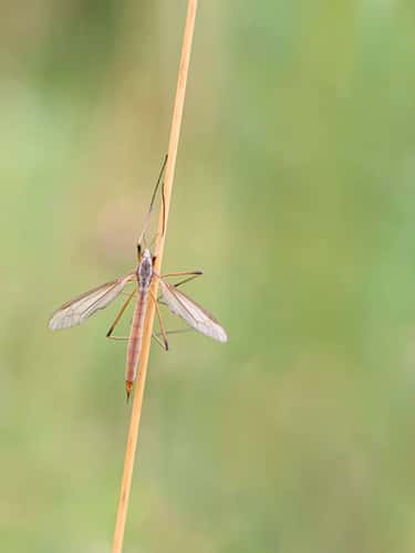 Crane-fly Tipula oleracea, at rest on a stem in grassland, nature reserve, County Durham, August