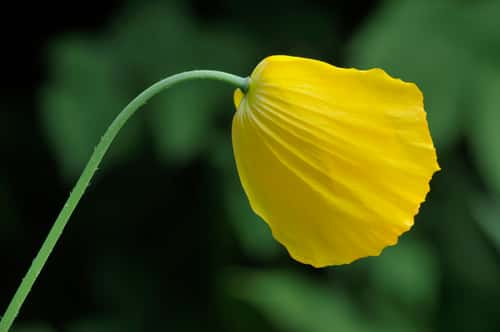 Welsh poppy Meconopsis cambrica, close-up of opening flower growing at the base of stone wall in village street, Berwickshire, Scottish Borders, Scotland, UK, June