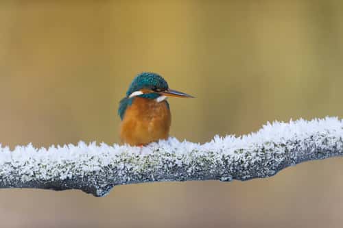 Common kingfisher Alcedo atthis, adult female perched on frost-covered branch, Suffolk, England, UK, December