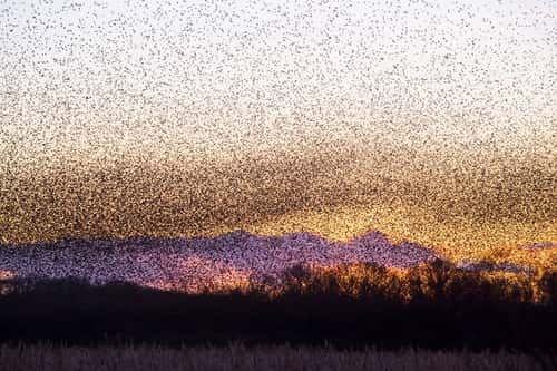 Common starling Sturnus vulgaris, spectacular murmuration at sunset over a reedbed, Avalon Marshes National Nature Reserve, Somerset Levels, February 2024