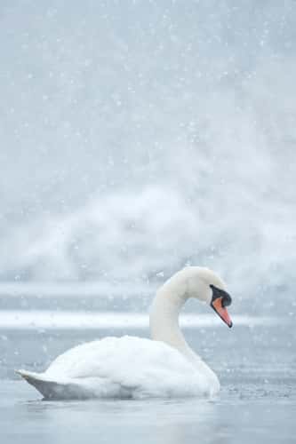 Mute swan Cygnus olor, male on cold canal during heavy winter snowfall, Shropshire, England, UK, January