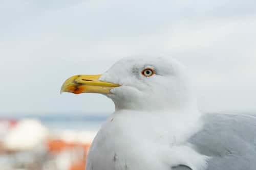 European herring gull Larus argentatus, adult, profile head shot, Tallinn Old Town, Estonia, February