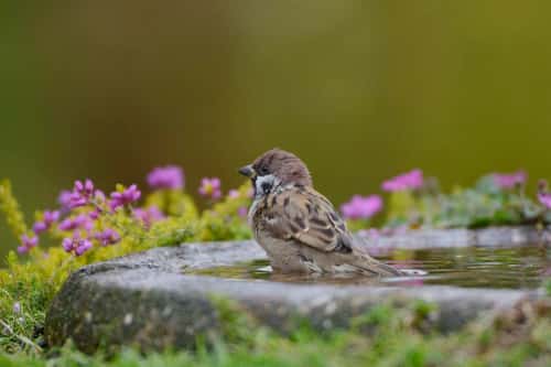 Eurasian tree sparrow Passer montanus, adult male about to bathe in garden bird bath, County Durham, September