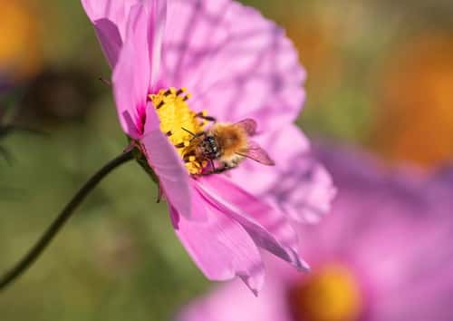 Common carder bee Bombus pascuorum, feeding on pollen from a cosmos flower, garden, County Durham, September