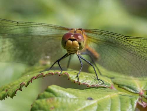 Ruddy darter dragonfly Sympetrum sanguineum, front close-up, Essex, England, UK, July