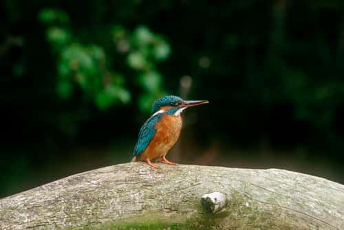 Kingfisher Alcedo atthis, female, on branch,