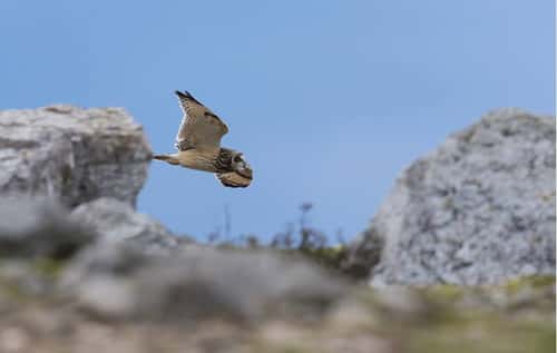 Short-eared owl Asio flammeus, adult flying over rocks, Portland Bill, Dorset, England, UK, November