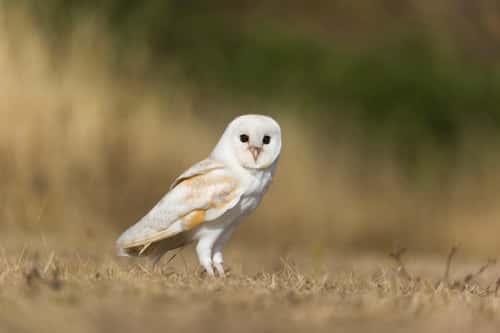 Barn owl Tyto alba, adult...
