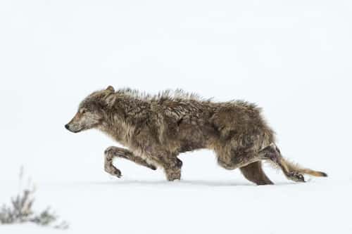 Gray wolf Canis lupus, adult moving through snow, Yellowstone, USA, February