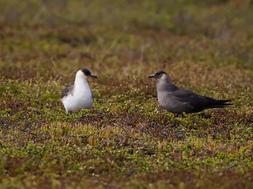 Arctoc skua Stercorarius parasiticus, pair consisting of both light and dark phase birds, resting together on breeding grounds, Varanger, Norway, June