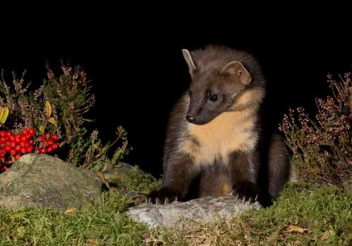 Pine marten Martes martes, adult looking for food at night, Wester ross, Ross & Cromarty,  October