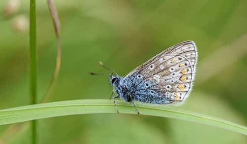 Common blue Polyommatus icarus, male, resting on a grass stem in grassy area, nature reserve, County Durham, August