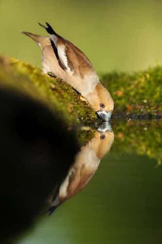 Hawfinch Coccothraustes coccothraustes, adult female drinking from woodland pool, Tiszaalpár, Hungary, May