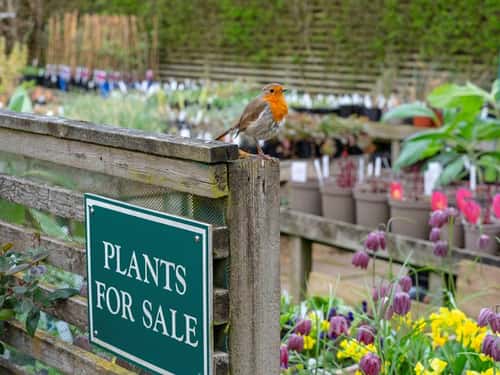 European robin Erithacus rubecula, in outdoor plant sales area of garden centre, Norfolk, March