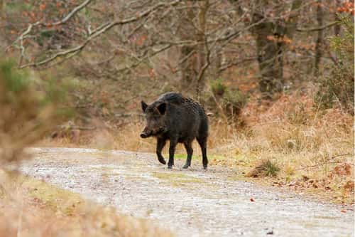 Wild boar Sus scrofa, large mature adult female walks across a forestry track, Forest of Dean, Gloucestershire, February 2009