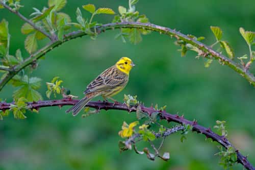 Yellowhammer Emberiza citinella, perched on flowering plum blossom/ brambles, April