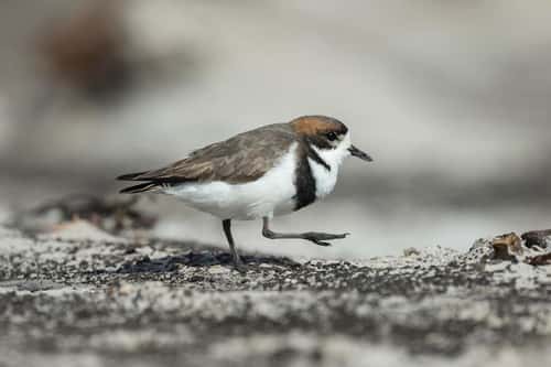 Two-banded plover Charadrius falklandicus, adult foraging along sandy beach, Sea Lion Island, East Falkland, December