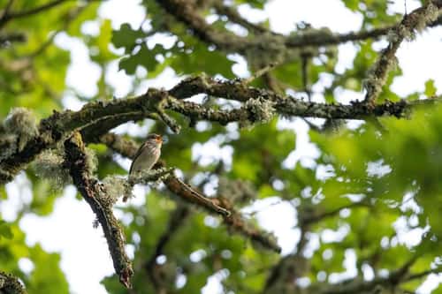 Spotted flycatcher Muscicapa striata, adult perched in oak tree, Morden Heath, Dorset, UK, June