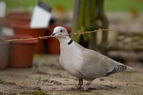 Collared dove Streptopelia decaocto, adult bird in a garden with a stick for nesting material in its beak, Suffolk, England, UK, March