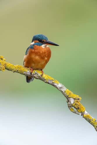 Common kingfisher Alcedo atthis, a portrait view of a single adult female bird perched on a fallen branch along a small river, Nottinghamshire, England, UK, September