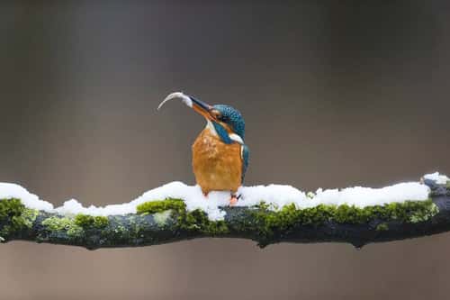Common kingfisher Alcedo atthis, adult female perched on snow-covered branch with Three-spined stickleback Gasterosteus aculeatus, prey in beak, Suffolk, England, UK, March