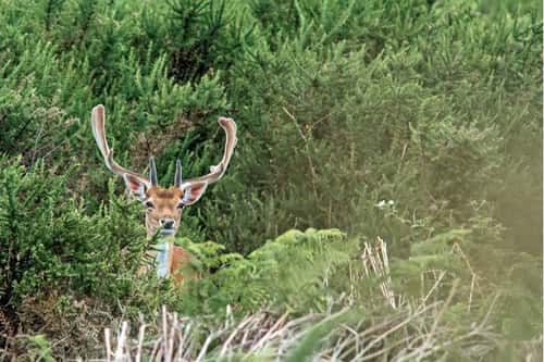 Fallow deer Dama dama, young male in velvet hiding in thick gorse heath just prior to rutting season, Forest of Dean, Gloucestershire, July
