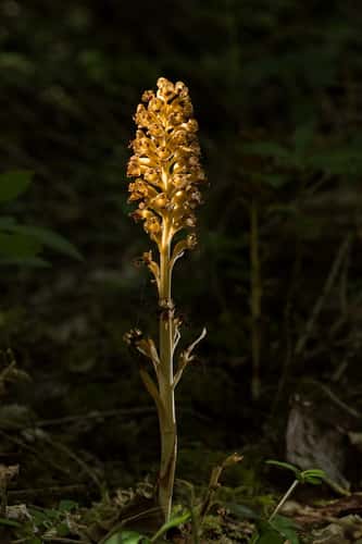 Bird's-nest orchid Neottia nidus-avis, single spike in woodland setting, Warburg Nature Reserve, Oxfordshire, July