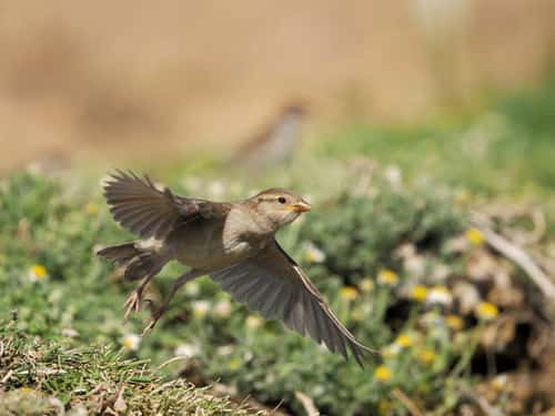 House sparrow Passer domesticus, single female in flight, Spain, June