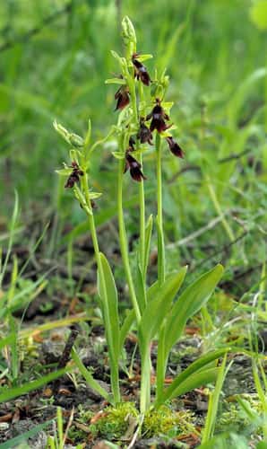 Fly orchid Orphrys insectifera, small cluster of flowers, Bedfordshire, May