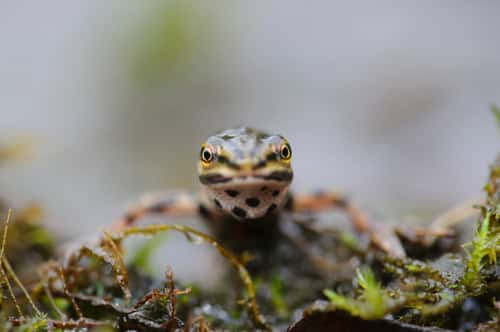 Smooth newt Triturus vulgaris, male, close-up of face, captive, County Durham, England, UK, April