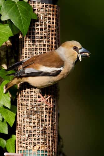 Hawfinch Coccothraustes coccothraustes, adult female feeding on seed, St. Meyme de Rozens, Dordogne, France, May