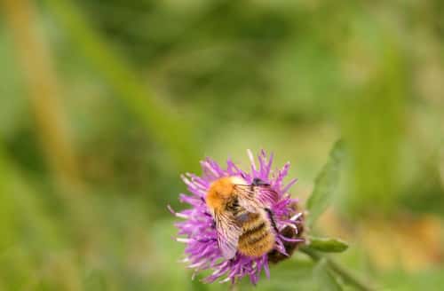 Moss carder bee Bombus Muscorum, feeding on knapweed flower, wild flower area, nature reserve, County Durham, August