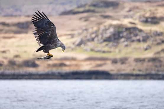 White-tailed eagle Haliaeetus albicilla, adult carrying prey in flight, Loch na Keal, Isle of Mull, Scotland, UK, April