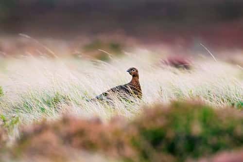 Red grouse Lagopus lagopus scoticus, non-breeding adult female hiding in grass on a windswept heather moorland, Denbighshire, September