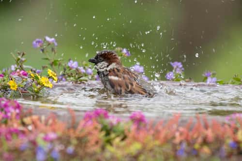 House sparrow Passer domesticus, male bathing in garden bird bath surrounded with flowers. County Durham. England. May.