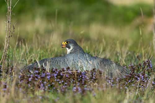Peregrine falcon Falco peregrinus (captive), adult male mantling on kill, Hawk Conservancy Trust, Hampshire, UK, April