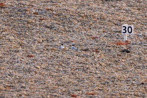 Little tern Sternula albifrons, adults at marked nest site on pebbles, Chesil Beach, Dorset, UK, June