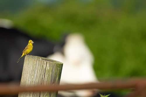Yellowhammer Emberiza citrinella, adult bird on a farmland fence post with insects in its beak with a cow in the background, Norfolk, England, UK, June