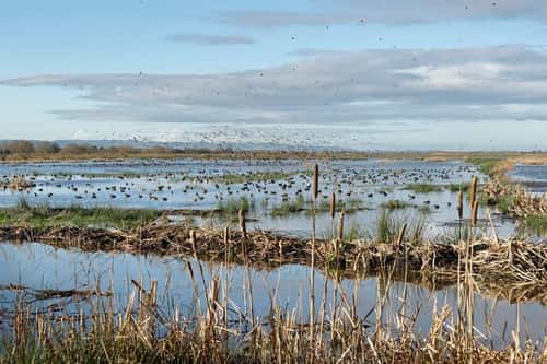 Wigeon Anas penelope, flock landing to join Common teal Anas crecca, and other wildfowl resting on flooded pastureland near stands of Bulrushes Typha latifolia, RSPB Greylake Nature Reserve, Somerset Levels, UK, January