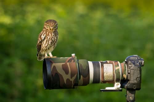 Little owl Athene noctua, adult perched on camera lens, East Sussex, May
