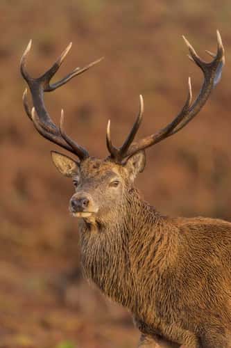 Red deer Cervus elaphus, stag looking alert, Bradgate Park, Leicestershire, October