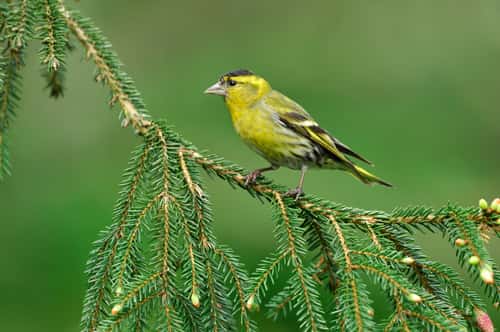 Siskin Carduelis spinus, male bird on spruce branch in forestry plantation, Inverness-shire, Scotland, UK, May
