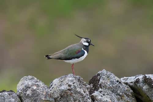 Northern lapwing Vanellus vanellus, male perched on drystone wall, Teesdale, North Pennines, County Durham, England, UK, June