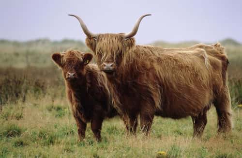 Highland cattle at Mersehead RSPB reserve, September 2000