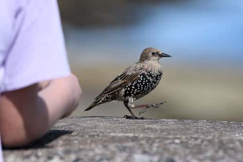 European starling Sturnus vulgaris, immature, walking along harbour wall looking for food scraps with girl leaning against wall, Seahouses, Northumberland, England, UK, August