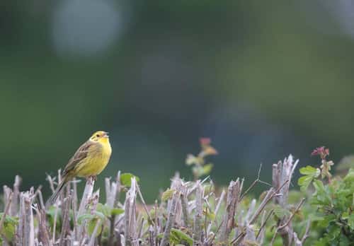 Yellowhammer Emberiza citrinell, adult male singing from hedgerow, Hertfordshire, England, UK, May