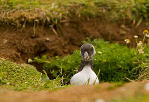 Puffin Fratercula artica, young coming out of burrow, Skomer, July